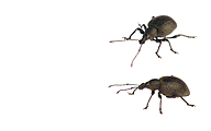 758 Weevil (Otiorhynchus salicicola)